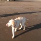 NAHUAN PASEANDO EN LAS PLAYAS DE CLAROMECÓ