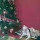 Kiowa con 6 mesinos deseando FELIZ NAVIDAD :)))