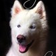 Husky Siberiano Blanco, 8 meses, y buscando girlfriend!