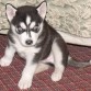 Es un perritu travieso y jugueton, ;3
http://www.facebook.com/HuskyLucifer?sk=wall&filter=1