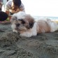 Mao en la playa... Is Happy!