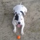 Sparky jugando con la pelota