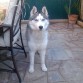 mi husky siberiano de 7 meses