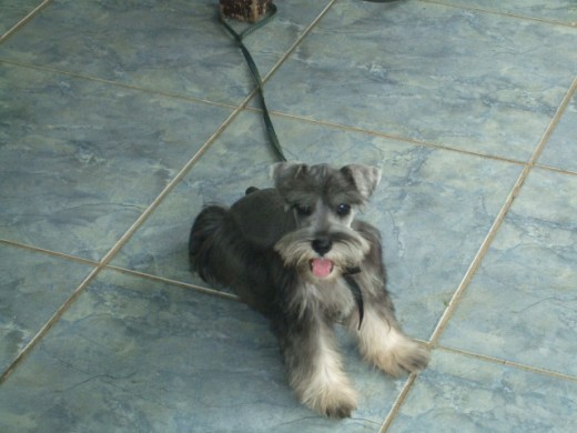 perrito muy cariñoso, detesta a los gatos cerca. docil con los niños.