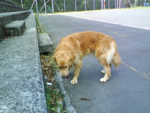 cansado de correr por una pista y por el campo