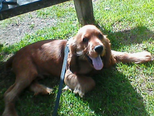 Kody (Cocker Spaniel 4 meses)