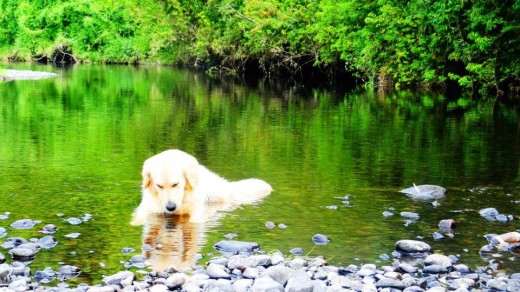 Maya en el río