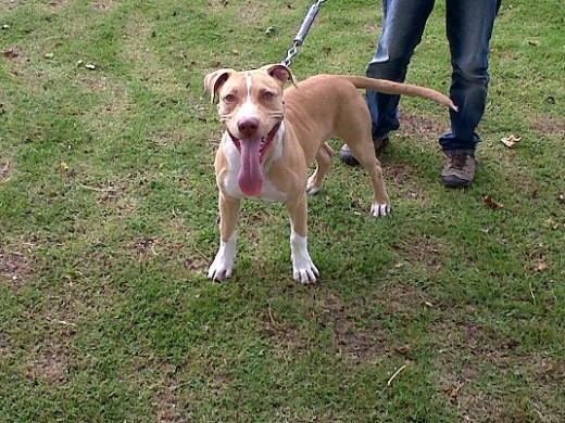 SAM: Es un cachorro de 5 meses y medio, muy cariñoso, con mucha energia, es iperactivo, le encanta estar en la cama de nosotros, le gusta ir al parque y jugar con mis hijos.