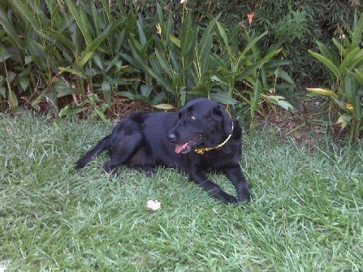 Soy muy juiciosa, cariñosa y obediente me gusta sentarme en el jardin y jugar pelota con mis primos Dimitri y Nikita, vivo feliz porque ellos  me quieren mucho..