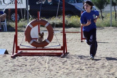 Maggie en agility, la encanta