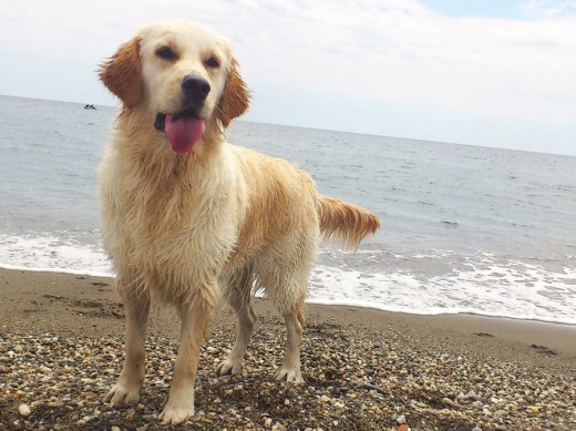 Nala en la playa (1 año y medio)