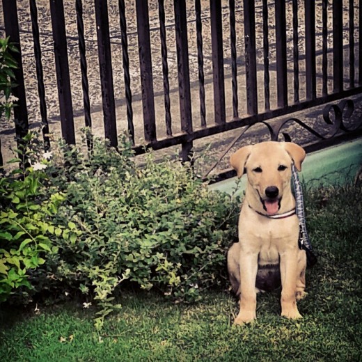 Rex esperando la salida al parque (5/mayo/13)