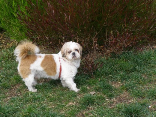 Este es mi perro Simba paseando por el parque