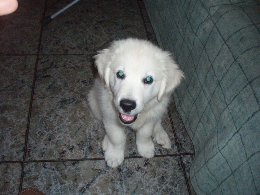 !!!Es quando era un cachorrito¡¡¡
Haora es más guapo y con los ojos azules...