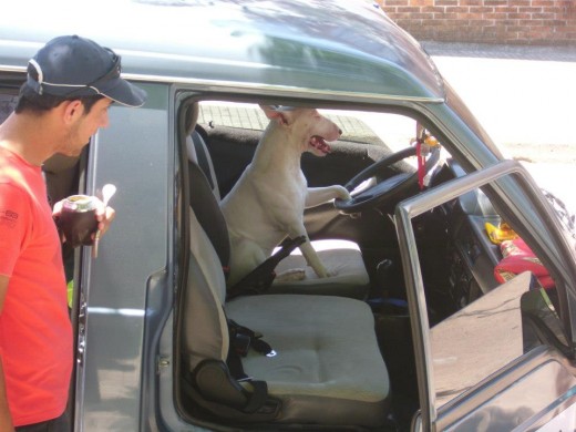 es muy dócil y juguetón, tiene un carácter bastante pasivo y quiere jugar con cualquier perro q vea, le encanta comer cualquier cosa y ama viajar en auto. 