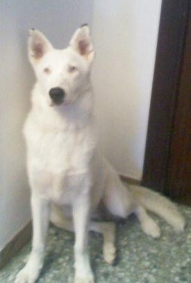 Aquí mi mamita Boira de 10 mesesitos. Es mezacla de Husky Siberiano y Dalmata, es preciosa y tiene los ojos de color azul cielo e intenso, cuando te mira te quedas enbobada. Es muy muy cariñosa y juguetona, le encanta dar besitos antes de irse a dormir.