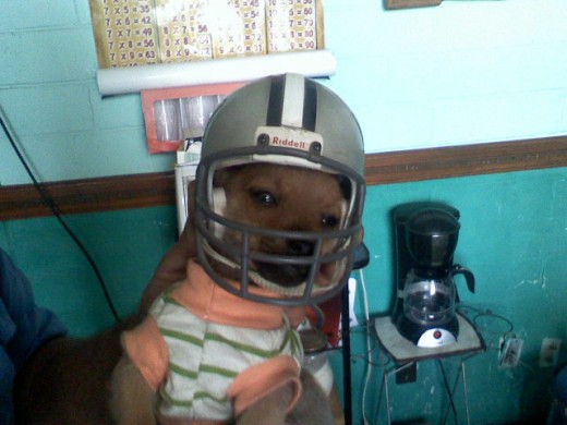 esta foto 03/09/2010, pero es un perro muy lindo,y
es un atleta, un deportista nato