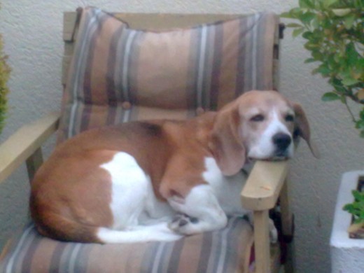 Le encantaba dormir la siesta en esa silla