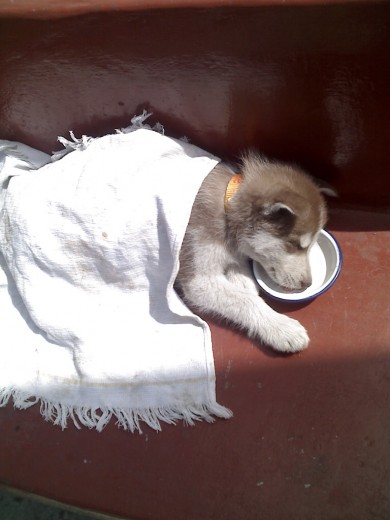 aca esta Bartolo cuando tenia un mes y medio, esta tomando el sol y se quedó dormido sobre su plato entonces mi esposo lo tapo y lo capturamos asi de bello.