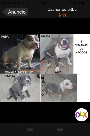 Creo q son american bully
