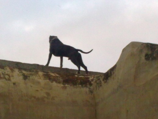 asechando desde el muro