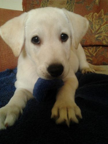 el es bruno mi labrador hermoso hay tiene 4 meses 