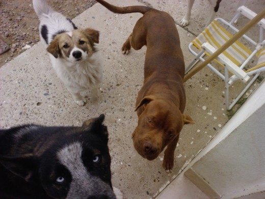 mis perritos esperando la comida....