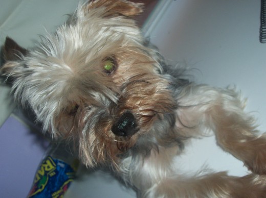  Olaaas mee yamo yago y me raza es yorkshire terrier  tengo 5 años y los 6 los cumplo el 4 de febrero tambiien tengo un geniial pedrigri .