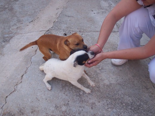 BUSCANDO CARIÑO.