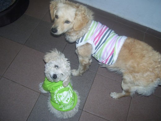 y de nuevo flopy y charly