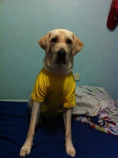 Marley con su camiseta amarilla =)