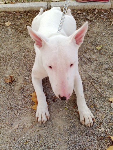 tora un dia en el parke
