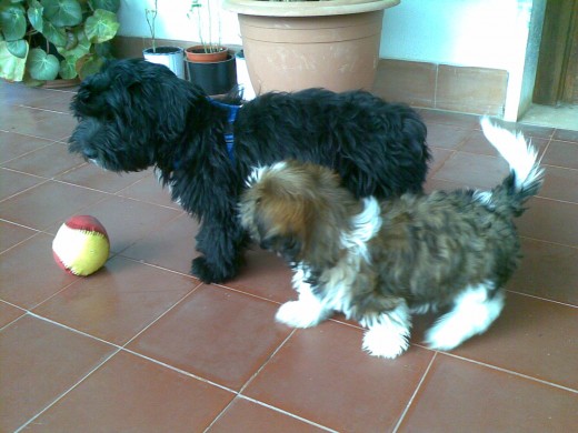 A MI PRIMO Y A MI NOS GUSTA MUCHO JUGAR A LA PELOTA