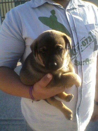 Perrito al cual le pusieron el nombre de MAILO