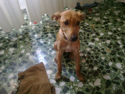 Shyva,mi perrita galga mestiza atigrada.Fue adoptada en una protectora de animales cuando tenia 3 mesecillos.Actualmente tiene 5 y medio.