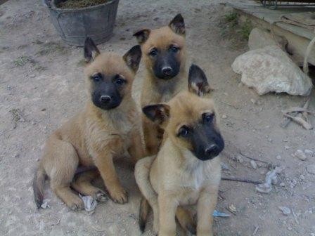 CACHORROS PASTORES BELGA MALINOIS