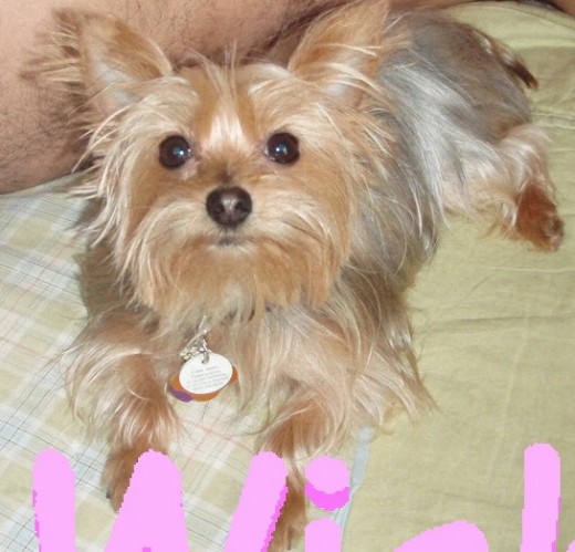 Mi nombre es Sally, tengo 2 years, vivo en 
Hialeah Florida y tengo Pedigre