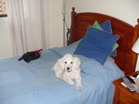 Hola, soy Matías. Soy un perrito poodle blanco mediano, busco polola para tener mis hijos. Soy simpático, cariñoso y muy atento con las niñas, sobre todo con mi futura suegra.