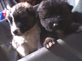 Miiis hermosos cachorritos C: