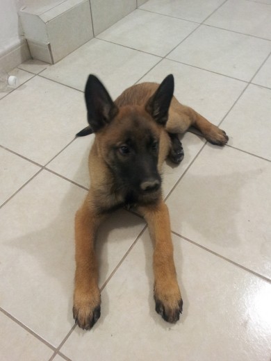 el malinois a los 2 meses 