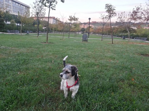 Parques para dar y tomar, bien cuidados y limpios, y donde además pueden pasear los perros... igualito que en Arganda...