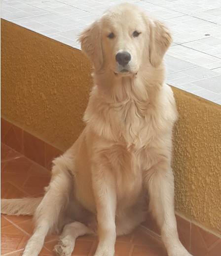 Mi perro