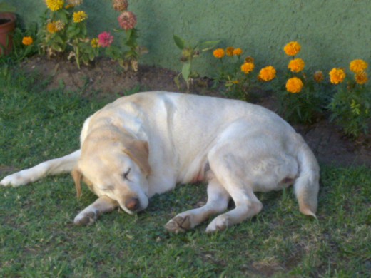 sofi durmiendo =)