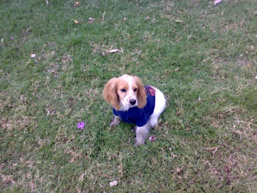 Este es mi perro le encanta jugar con la pelota un día lo lleve a un parque donde entrenaban beis boll y el fue por las pelotas