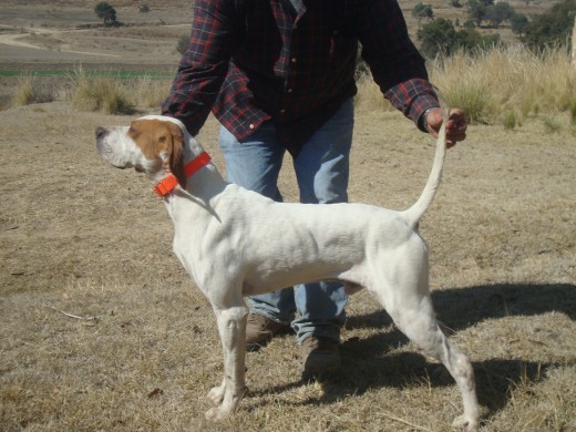 buda pointer importado de USA línea elhew