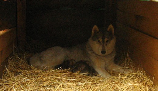 Tundra con sus 8 cachorros recién nacidos