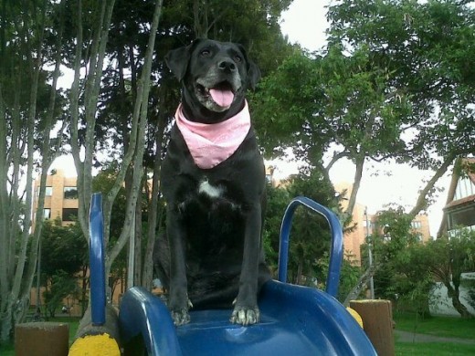 Luna en el rodadero del parque al lado de la casa.