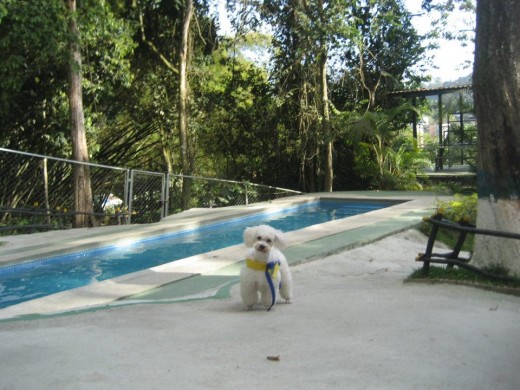 Mi boby precioso en un hotel canino :D 