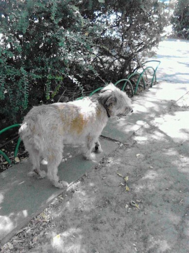 mi pino en el parque