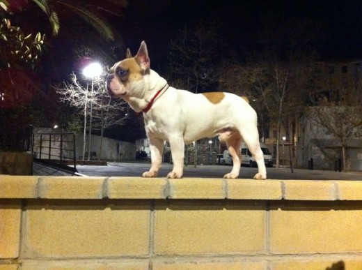 pancho, bulldog frances macho con pedigree, blanco canela, 13.5kg